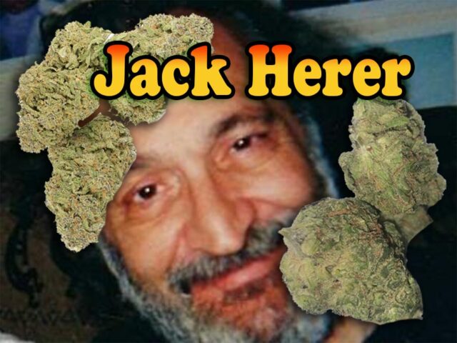 Jack Herer Cannabis Legend