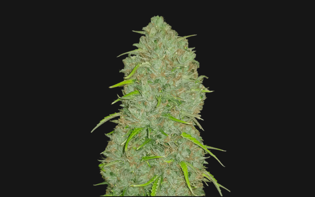 Jack Herer Cannabis Bud – Simply the Best – Ganja House